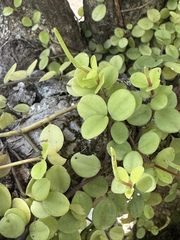 Peperomia trifolia, photograph chrisdt, CC BY, iNaturalist via GBIF