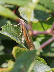 Agriphila selasella