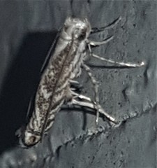 Epicephala trigonophora