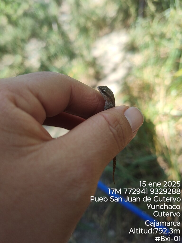 Andes Leaf-Toed Gecko