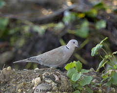 Streptopelia decaocto