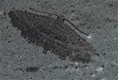 Araeopteron canescens