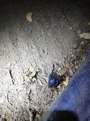 Pachylus quinamavidensis