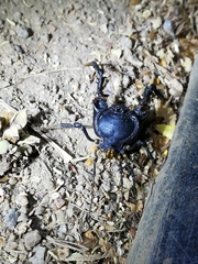 Pachylus quinamavidensis