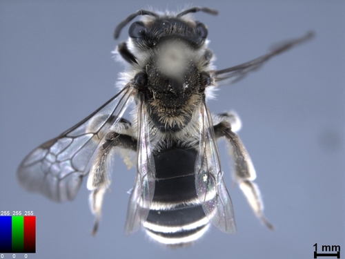 iNaturalist observation photo of Mining Bees