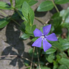 Vinca minor