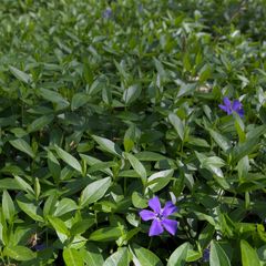 Vinca minor