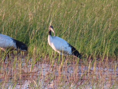 iNaturalist: (c) estelle_garrouste, some rights reserved (CC BY-NC), uploaded by estelle_garrouste iNaturalist image