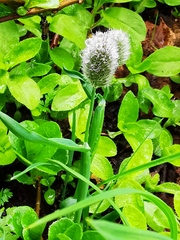 Alopecurus magellanicus