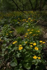 Caltha palustris