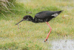 Himantopus novaezelandiae