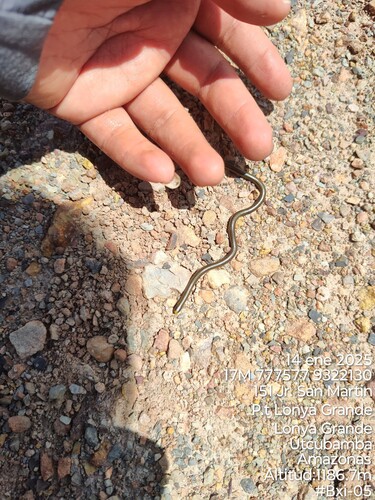 Photo of a García's Blind Snake (Epictia antoniogarciai)