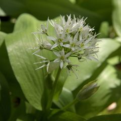 Allium ursinum