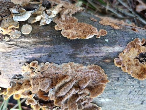 Tulasnella violea