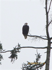 Haliaeetus leucocephalus washingtoniensis