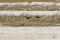 Himantopus novaezelandiae