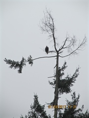 Haliaeetus leucocephalus washingtoniensis