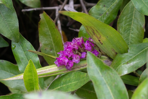 Elleanthus gastroglottis Schltr.