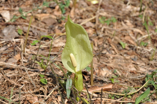 Chalet Woods Park place preview