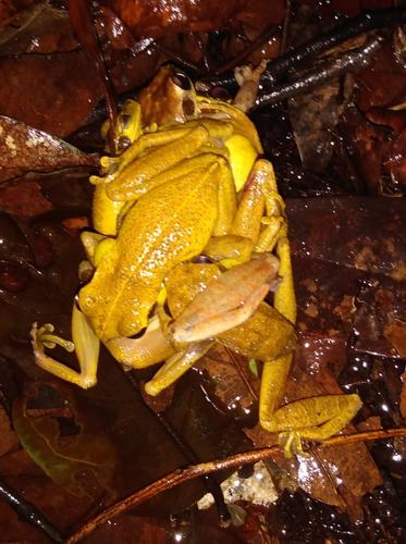 Cayenne Slender-legged Treefrog, Osteocephalus leprieurii
