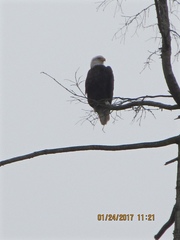 Haliaeetus leucocephalus washingtoniensis