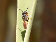 Philanthus triangulum diadema