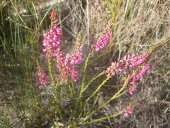 Erica pulchella