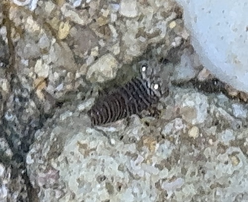 Gnathophyllum americanum, 2026-01-01