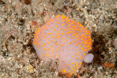Polycitor giganteus