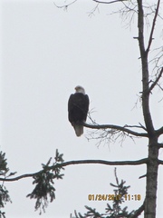 Haliaeetus leucocephalus washingtoniensis