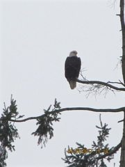 Haliaeetus leucocephalus washingtoniensis