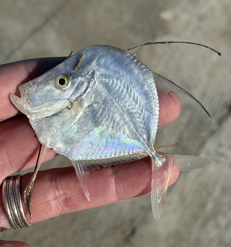 Lookdown (Selene vomer) — Carangidae — 3