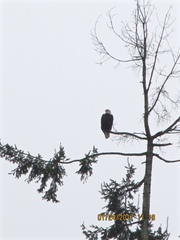 Haliaeetus leucocephalus washingtoniensis
