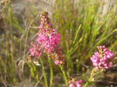 Erica pulchella