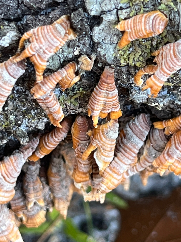 Stereum complicatum · January 2026 · photo: © kiandrer (iNaturalist, cc-by)