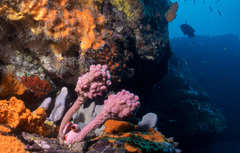 Pyura spinifera