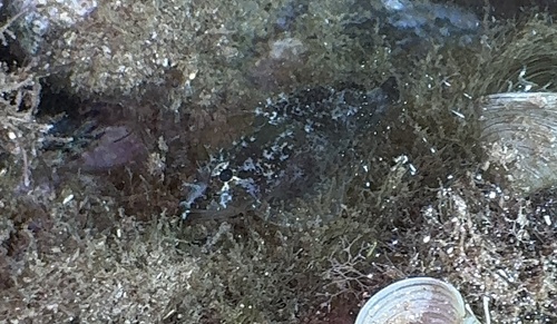 Scorpaenodes kelloggi observed 2026-01-01