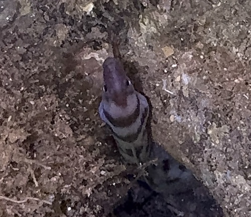 Echidna polyzona, 2026-01-01