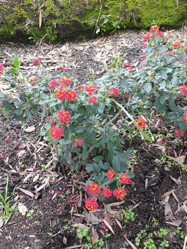 Foto de lantana