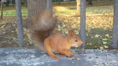 Sciurus vulgaris
