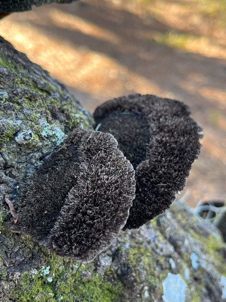 Hexagonia hydnoides · January 2026 · photo: © kiandrer (iNaturalist, cc-by)