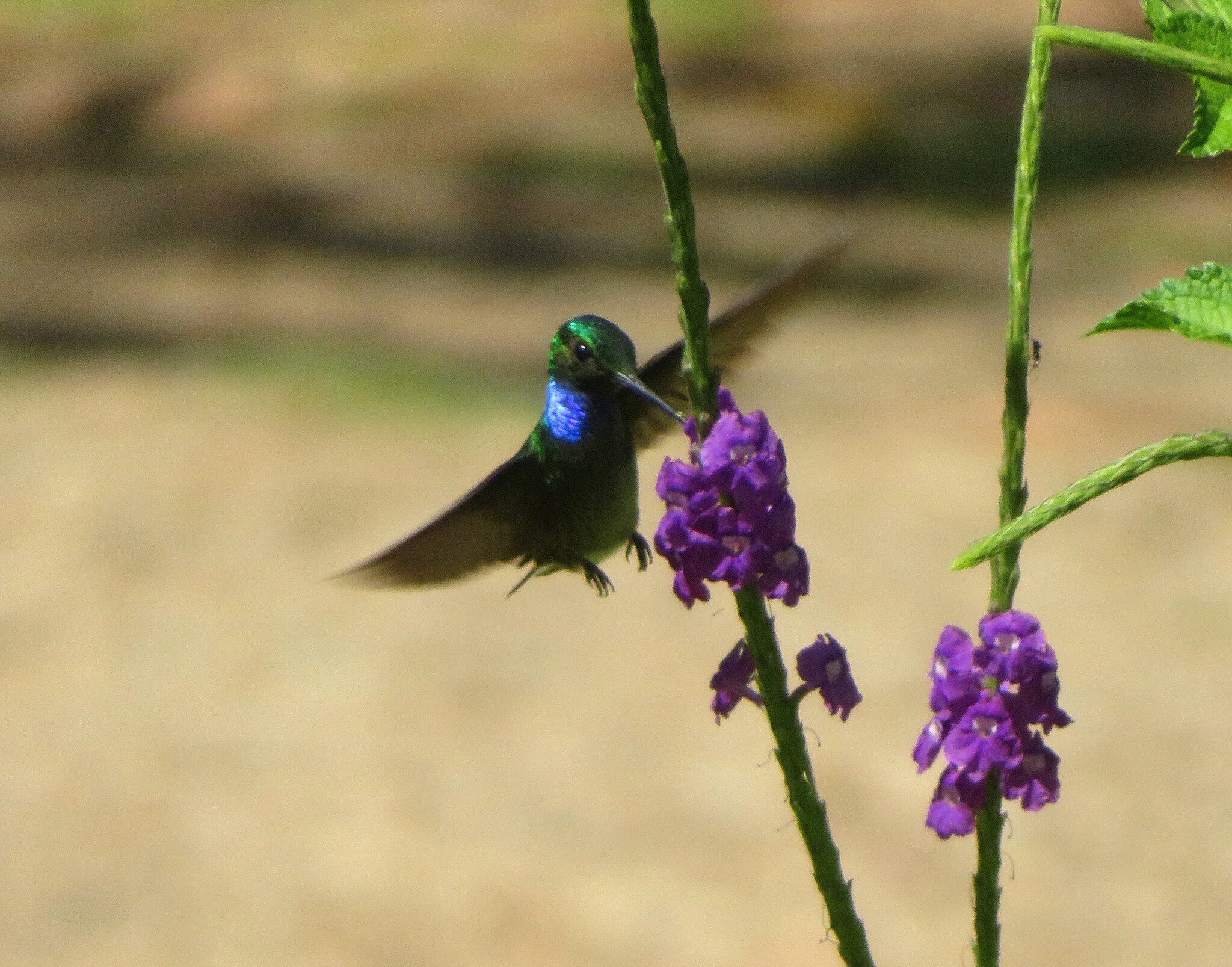 Charming Hummingbird (Polyerata decora), photo 4
