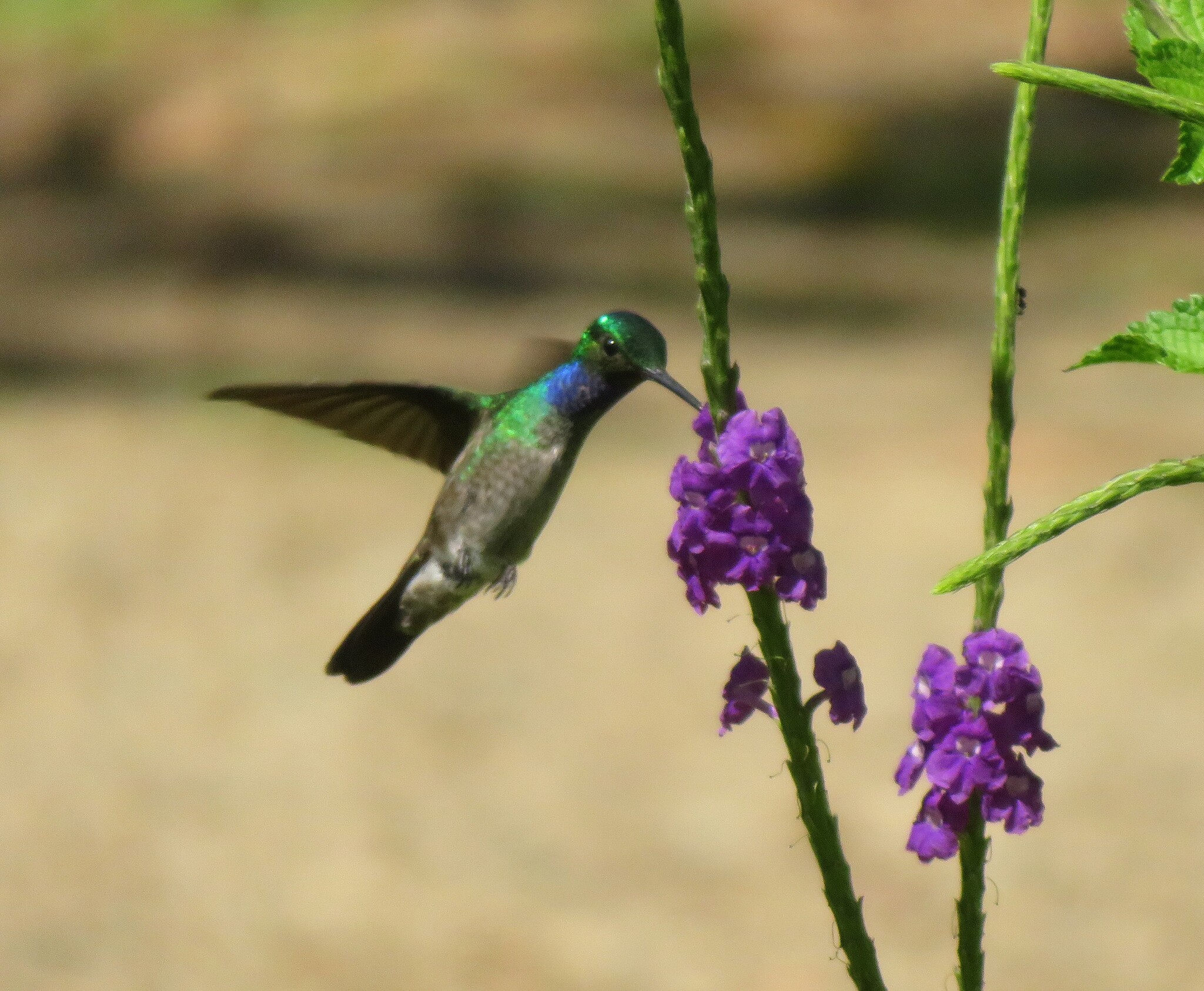 Charming Hummingbird (Polyerata decora), photo 5
