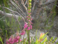 Erica pulchella