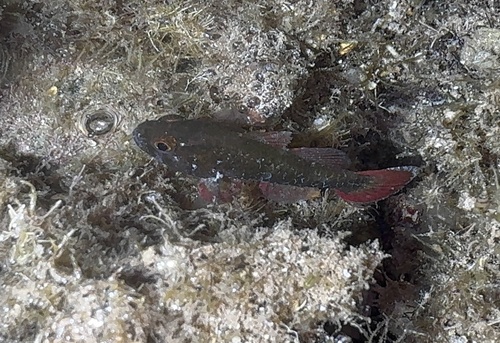 Perdix cardinalfish (Apogonichthys perdix) — Apogonidae — 5