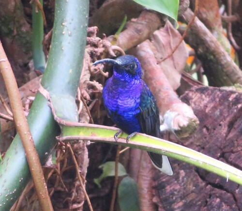 Violet Sabrewing (Campylopterus hemileucurus), photo 7