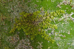 Siphonolejeunea nudipes