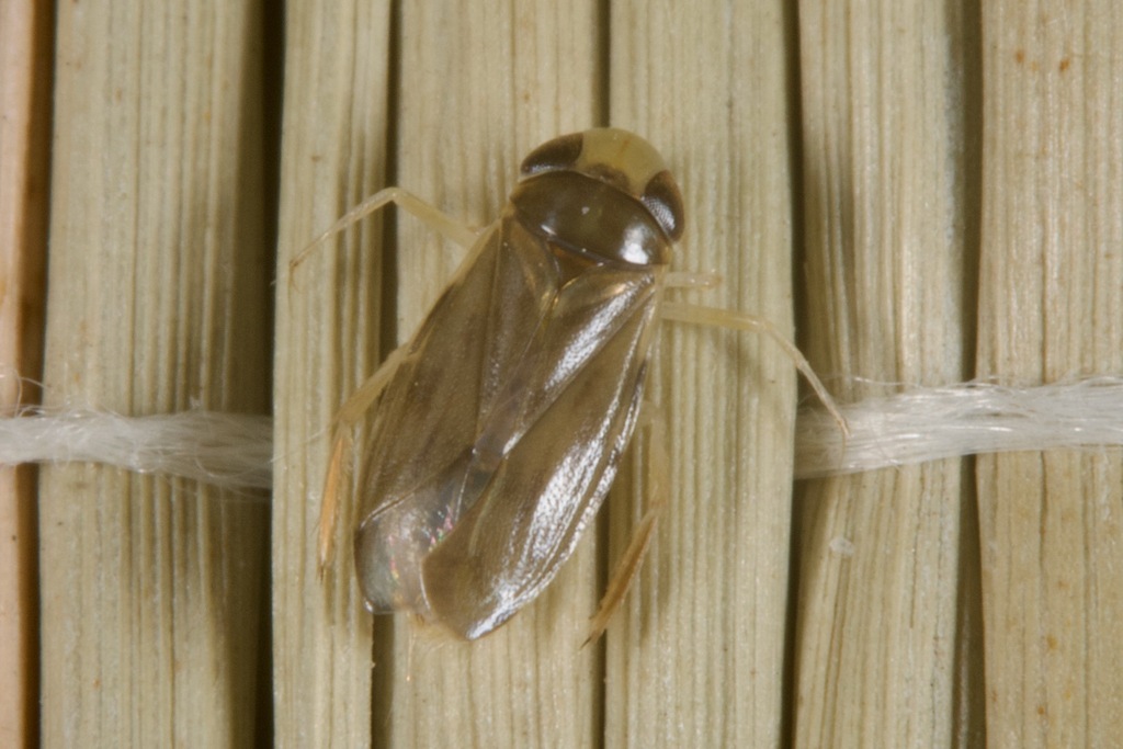 Micronecta Raccolte Micronecta from Colchagua, O'Higgins, Chile on January 15, 2026 at 09: ...