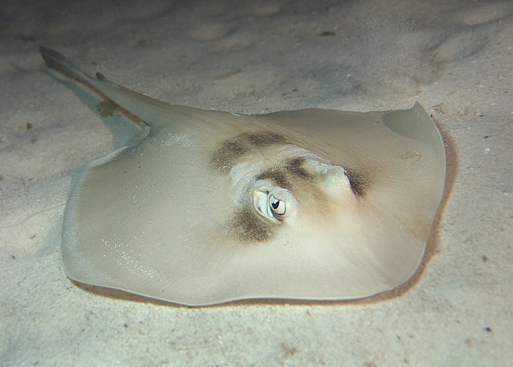 Masked stingaree (Trygonoptera personata) — Urolophidae