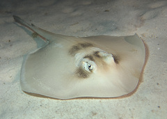 Trygonoptera personata